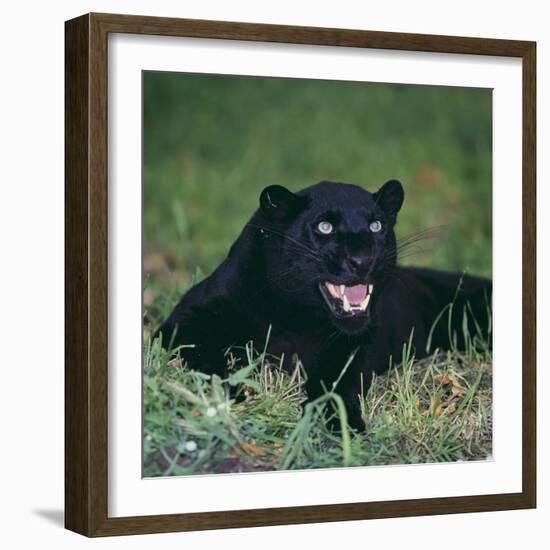 Black Panther Sitting in Grass-DLILLC-Framed Photographic Print