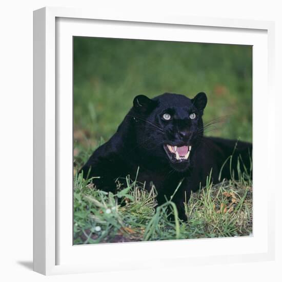 Black Panther Sitting in Grass-DLILLC-Framed Photographic Print