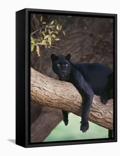 Black Panther Sitting on Tree Branch-DLILLC-Framed Stretched Canvas