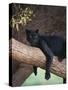 Black Panther Sitting on Tree Branch-DLILLC-Stretched Canvas