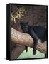 Black Panther Sitting on Tree Branch-DLILLC-Framed Stretched Canvas