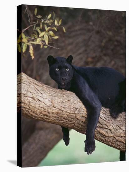 Black Panther Sitting on Tree Branch-DLILLC-Stretched Canvas