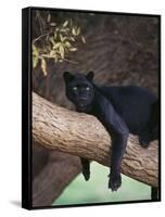 Black Panther Sitting on Tree Branch-DLILLC-Framed Stretched Canvas