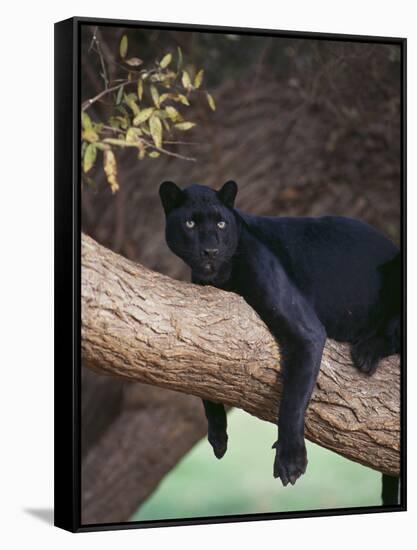 Black Panther Sitting on Tree Branch-DLILLC-Framed Stretched Canvas