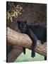 Black Panther Sitting on Tree Branch-DLILLC-Stretched Canvas