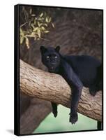 Black Panther Sitting on Tree Branch-DLILLC-Framed Stretched Canvas