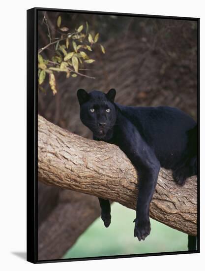 Black Panther Sitting on Tree Branch-DLILLC-Framed Stretched Canvas