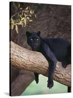 Black Panther Sitting on Tree Branch-DLILLC-Stretched Canvas