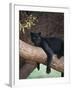Black Panther Sitting on Tree Branch-DLILLC-Framed Premium Photographic Print