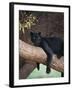 Black Panther Sitting on Tree Branch-DLILLC-Framed Premium Photographic Print