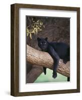 Black Panther Sitting on Tree Branch-DLILLC-Framed Premium Photographic Print