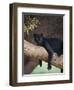 Black Panther Sitting on Tree Branch-DLILLC-Framed Premium Photographic Print