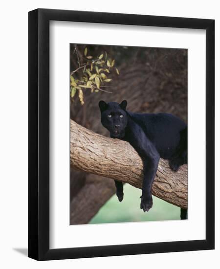 Black Panther Sitting on Tree Branch-DLILLC-Framed Premium Photographic Print