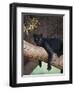 Black Panther Sitting on Tree Branch-DLILLC-Framed Premium Photographic Print