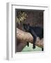 Black Panther Sitting on Tree Branch-DLILLC-Framed Premium Photographic Print