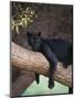 Black Panther Sitting on Tree Branch-DLILLC-Mounted Premium Photographic Print