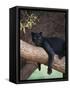 Black Panther Sitting on Tree Branch-DLILLC-Framed Stretched Canvas