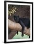 Black Panther Sitting on Tree Branch-DLILLC-Framed Photographic Print