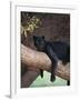 Black Panther Sitting on Tree Branch-DLILLC-Framed Photographic Print