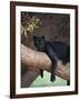 Black Panther Sitting on Tree Branch-DLILLC-Framed Photographic Print