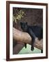 Black Panther Sitting on Tree Branch-DLILLC-Framed Photographic Print