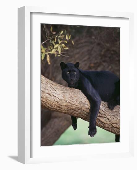 Black Panther Sitting on Tree Branch-DLILLC-Framed Photographic Print