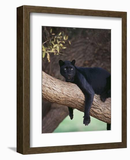 Black Panther Sitting on Tree Branch-DLILLC-Framed Photographic Print