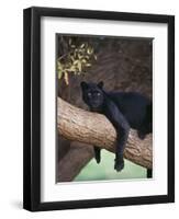 Black Panther Sitting on Tree Branch-DLILLC-Framed Photographic Print