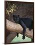 Black Panther Sitting on Tree Branch-DLILLC-Framed Photographic Print