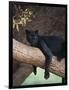 Black Panther Sitting on Tree Branch-DLILLC-Framed Photographic Print