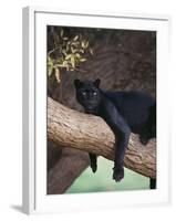 Black Panther Sitting on Tree Branch-DLILLC-Framed Photographic Print