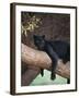 Black Panther Sitting on Tree Branch-DLILLC-Framed Photographic Print