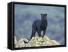 Black Panther-DLILLC-Framed Stretched Canvas