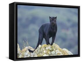 Black Panther-DLILLC-Framed Stretched Canvas