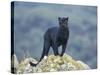 Black Panther-DLILLC-Stretched Canvas