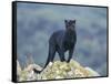 Black Panther-DLILLC-Framed Stretched Canvas