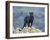 Black Panther-DLILLC-Framed Premium Photographic Print