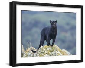 Black Panther-DLILLC-Framed Premium Photographic Print