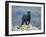 Black Panther-DLILLC-Framed Premium Photographic Print