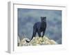 Black Panther-DLILLC-Framed Premium Photographic Print