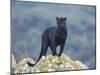 Black Panther-DLILLC-Mounted Premium Photographic Print