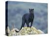 Black Panther-DLILLC-Stretched Canvas