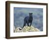 Black Panther-DLILLC-Framed Photographic Print