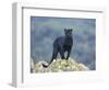 Black Panther-DLILLC-Framed Photographic Print