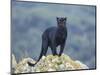 Black Panther-DLILLC-Mounted Photographic Print