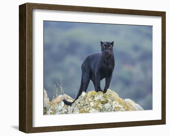 Black Panther-DLILLC-Framed Photographic Print