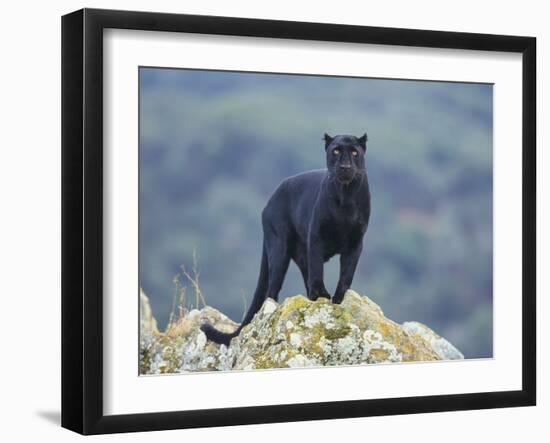 Black Panther-DLILLC-Framed Photographic Print