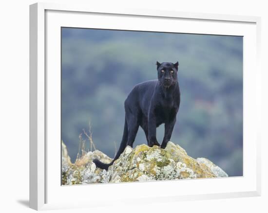 Black Panther-DLILLC-Framed Photographic Print