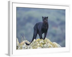 Black Panther-DLILLC-Framed Photographic Print