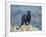 Black Panther-DLILLC-Framed Photographic Print